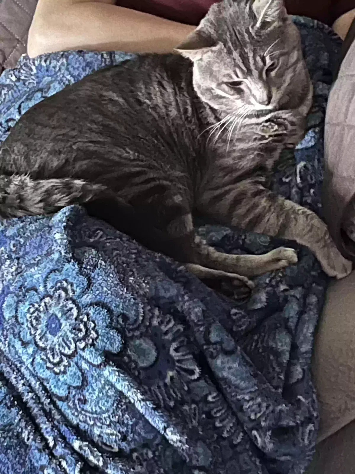 Lost cat in Clarkston, MI, 48346