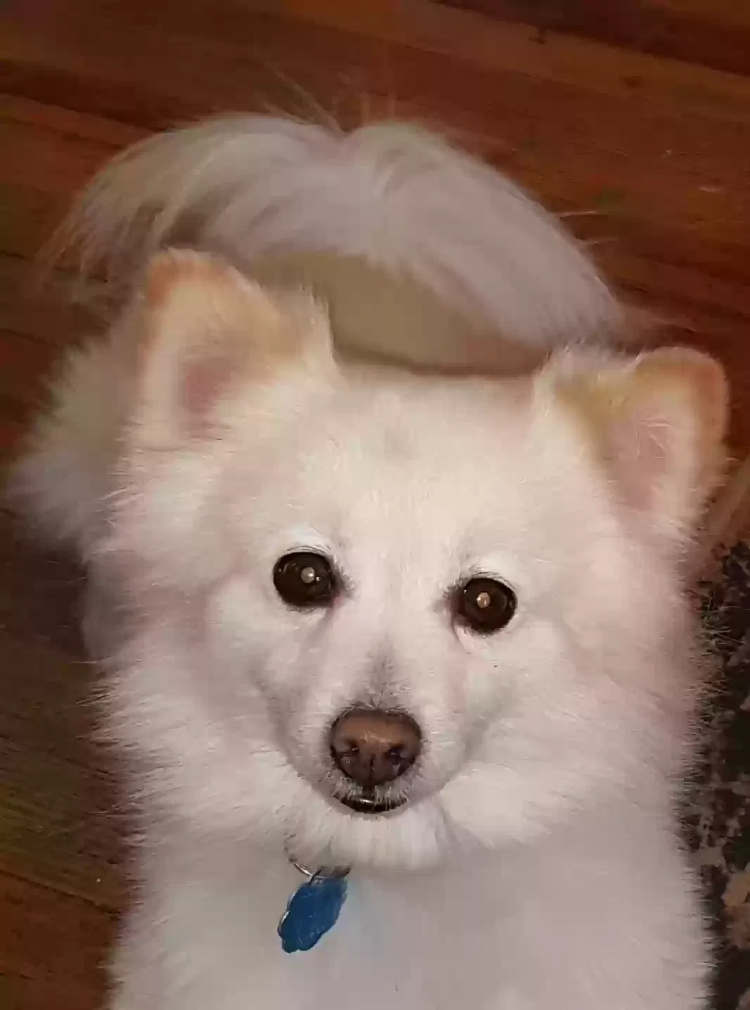 Lost dog in Louisville, KY, 40212