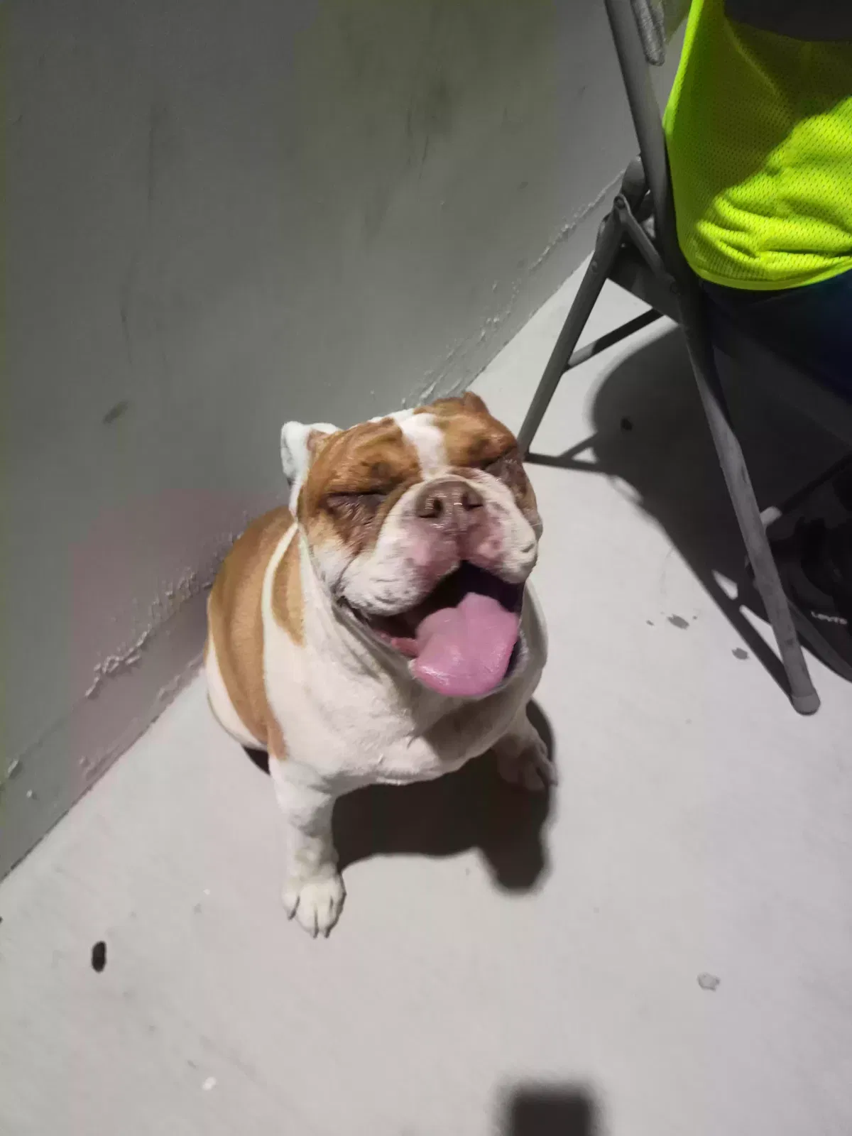 Found dog in Victorville, CA, 92394