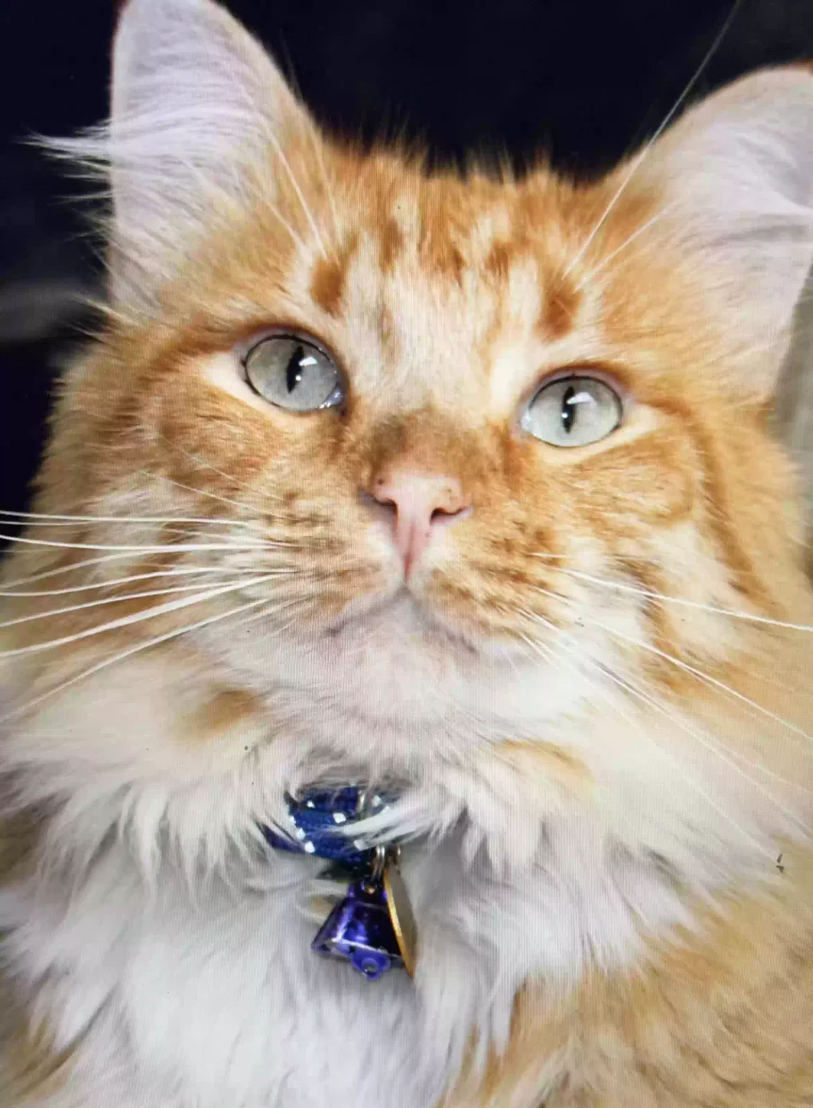 Lost cat in Woodburn, OR, 97071