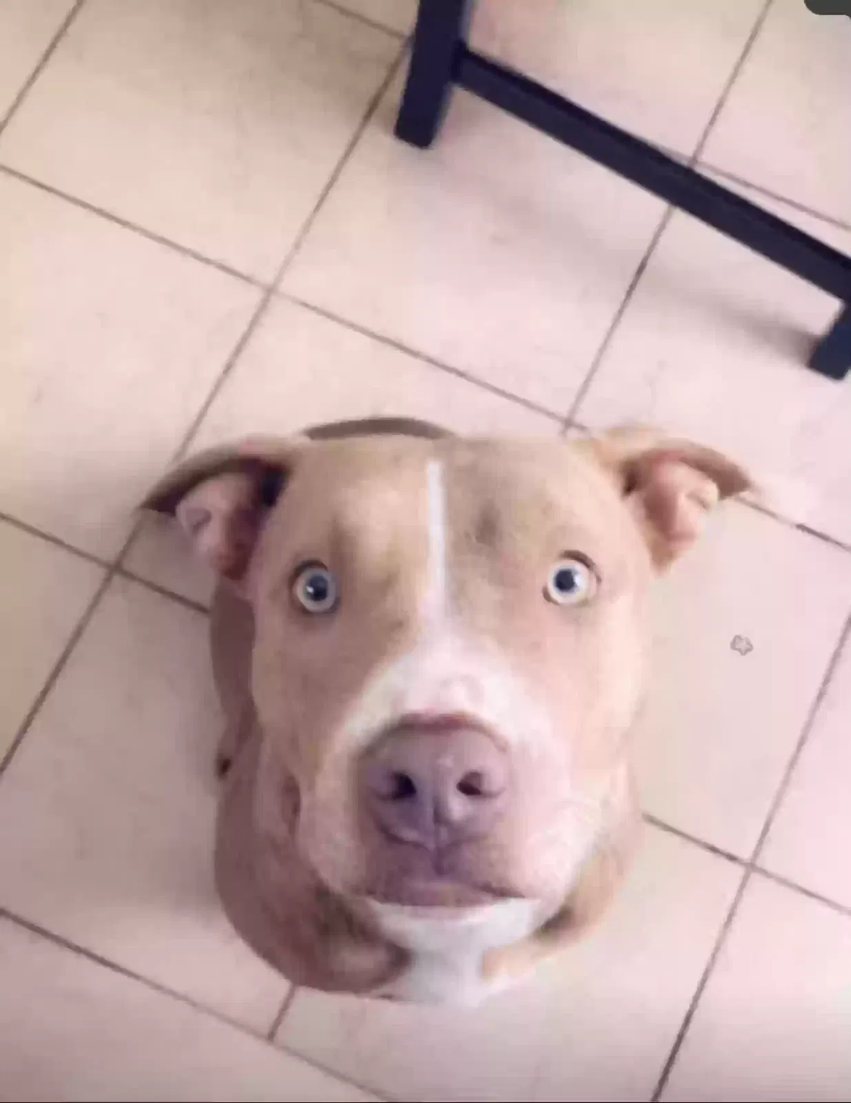 Lost dog in Racine, WI, 53403