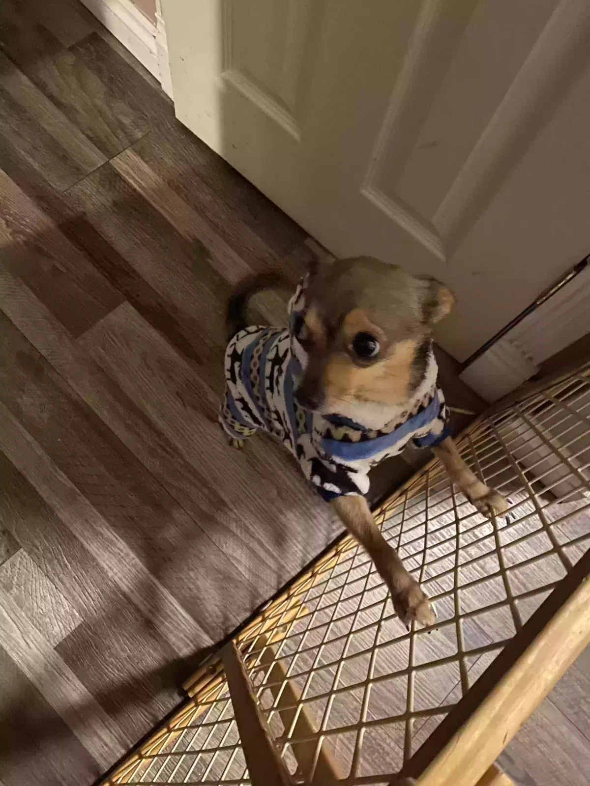 Lost dog in Yakima, WA, 98902