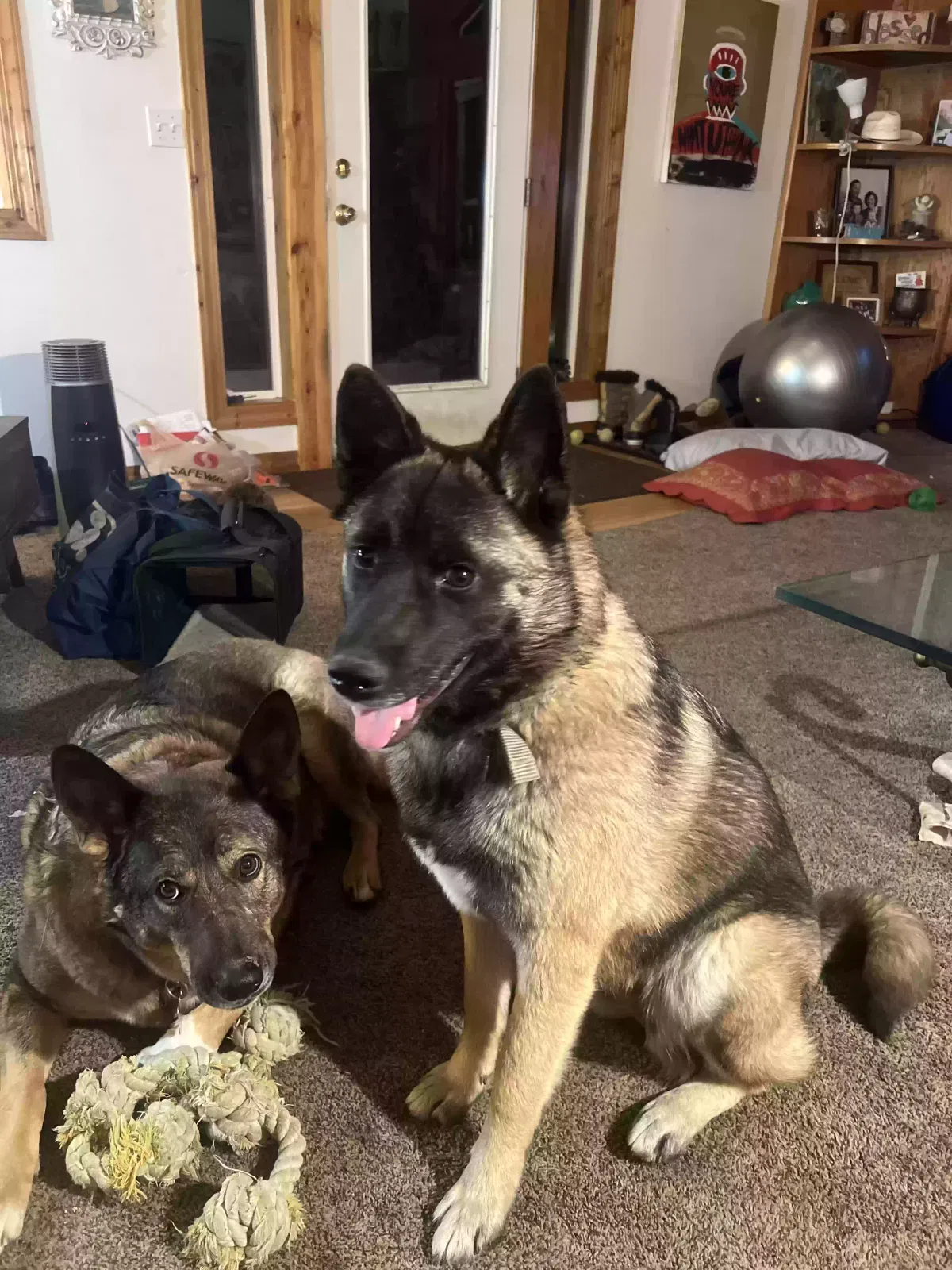 Lost dog in Whitefish, MT, 59937