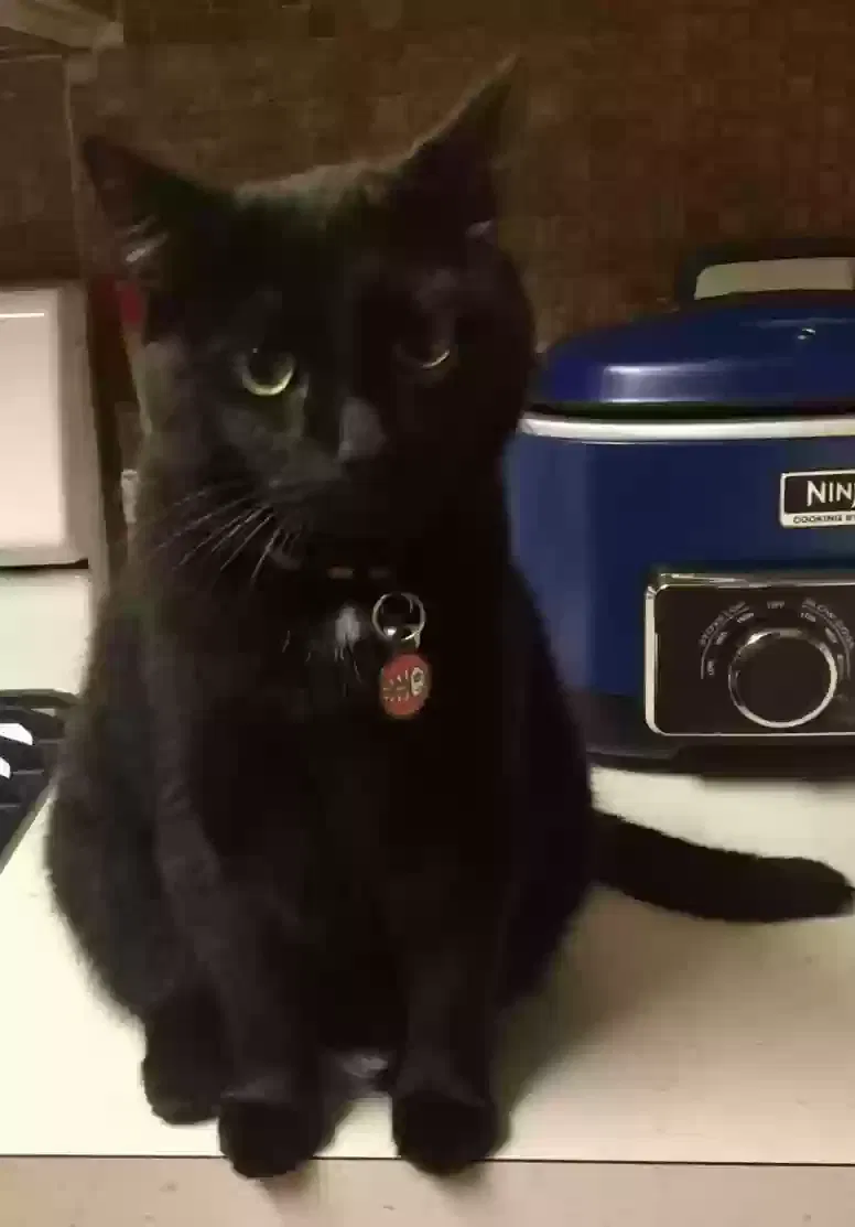 Lost cat in Tinley Park, IL, 60487