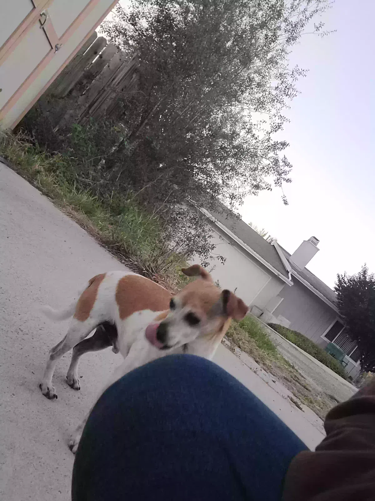 Found dog in Vista, CA, 92083