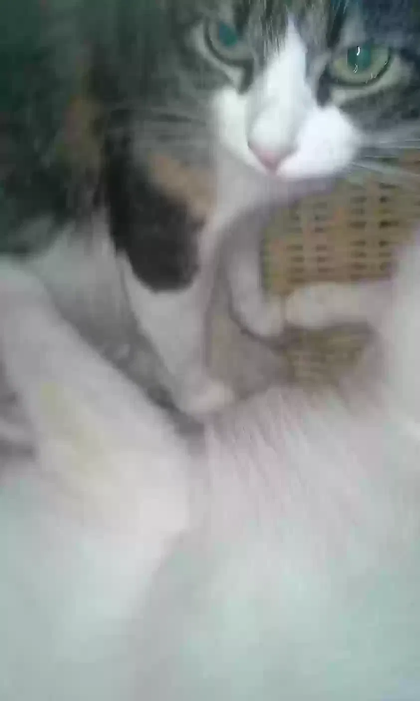 Lost cat in Tucson, AZ, 85712