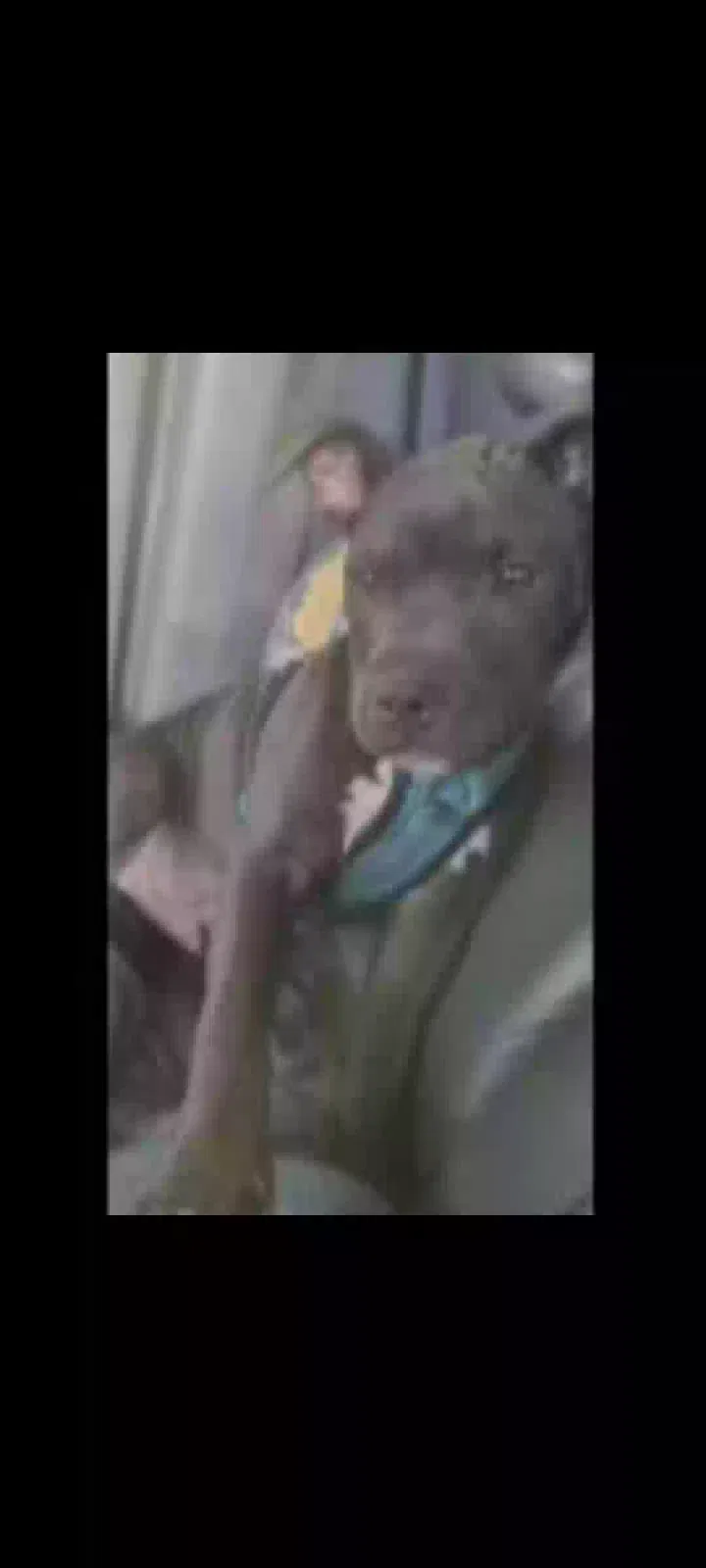 Lost dog in Sacramento, CA, 95815