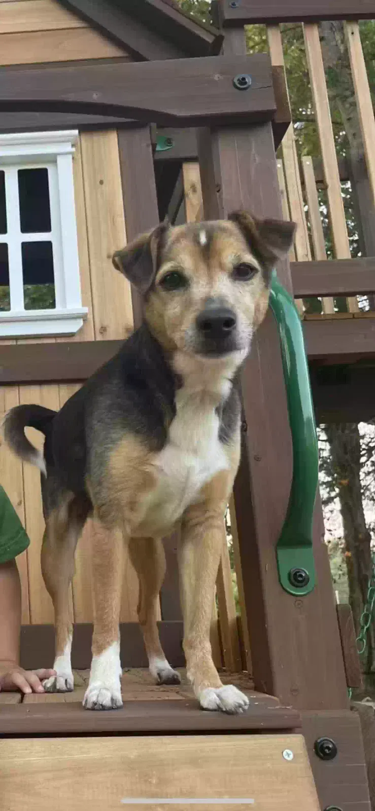 Lost dog in Cumberland Gap, TN, 37724
