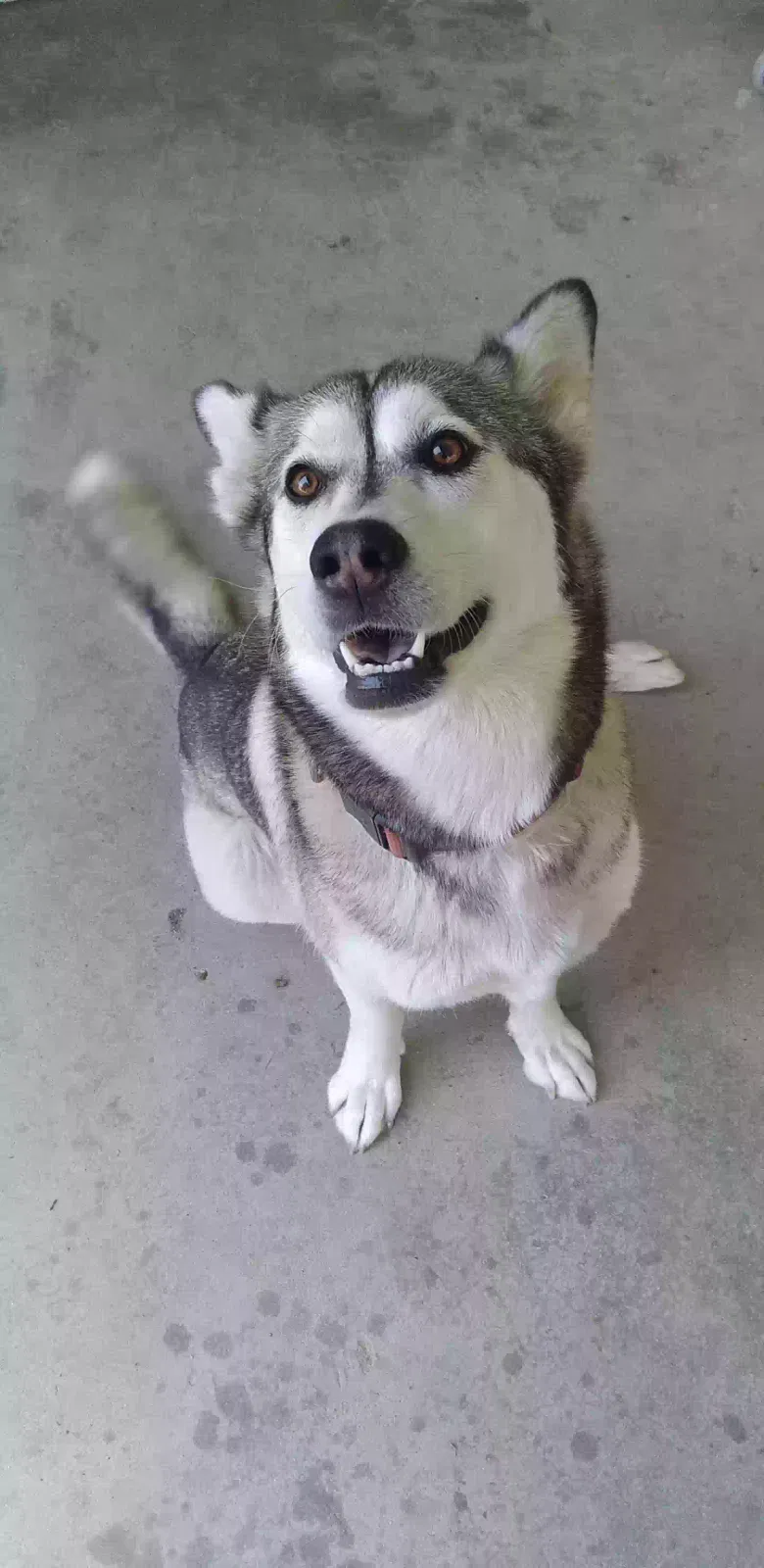 Lost dog in Aurora, CO, 80017