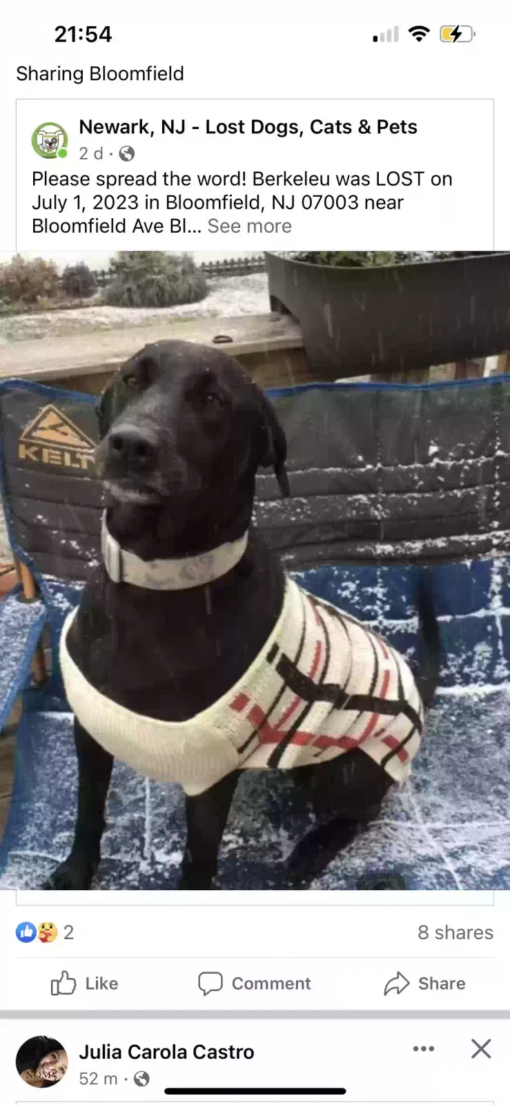 Lost dog in Bloomfield, NJ, 7003