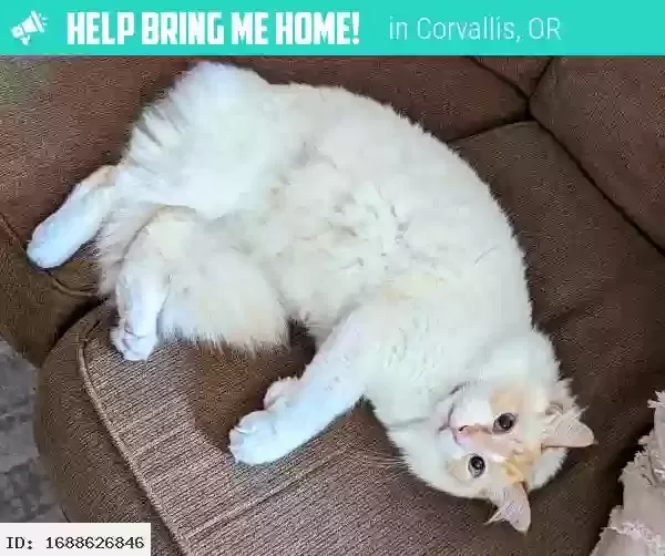 Lost cat in Corvallis, OR, 97330