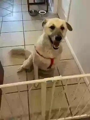 Found dog in Hurst, TX, 76053