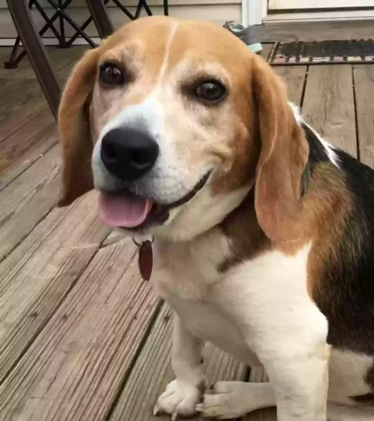 Lost dog in Granite Falls, NC, 28630