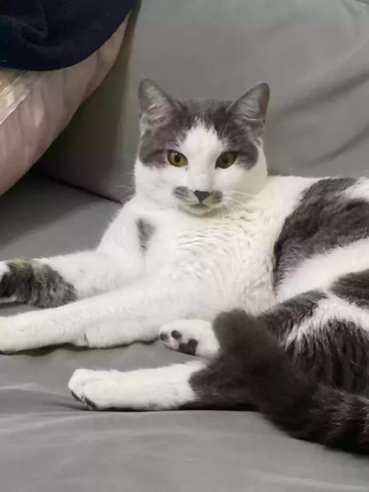 Lost cat in Miami, FL, 33165