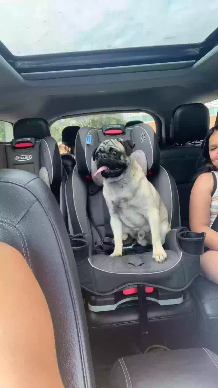 Lost dog in Hudson, MA, 1749