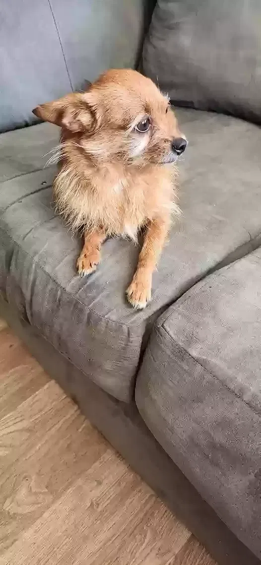 Found dog in Paducah, KY, 42003