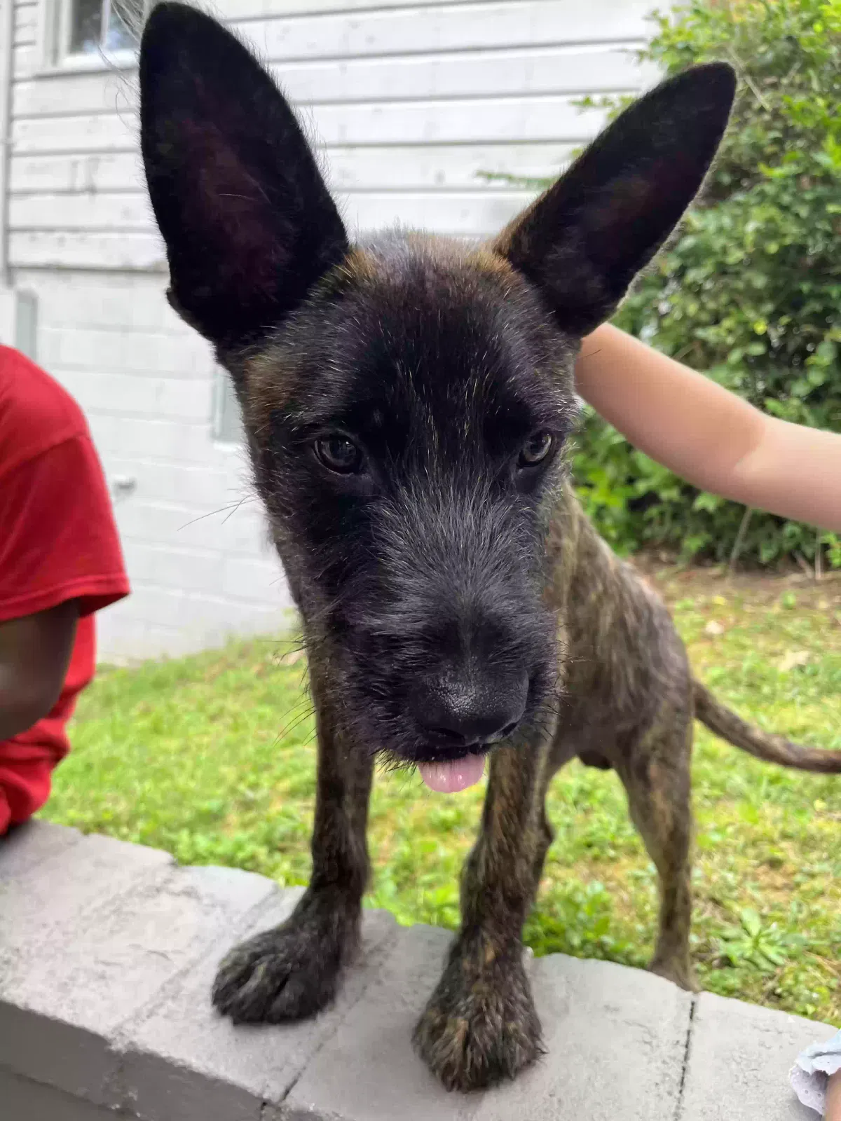 Found dog in Atlanta, GA, 30344