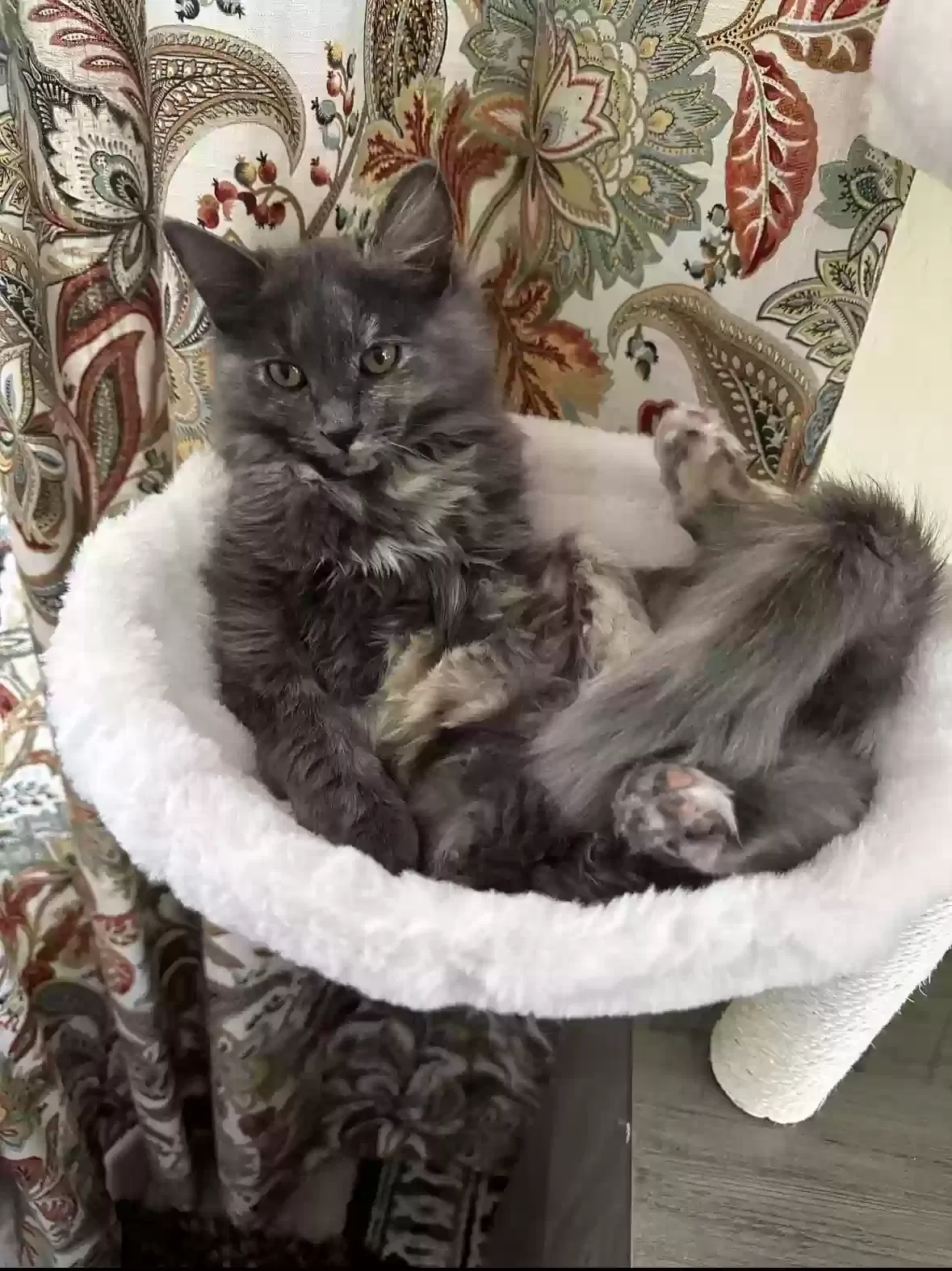 Lost cat in Queen Creek, AZ, 85142