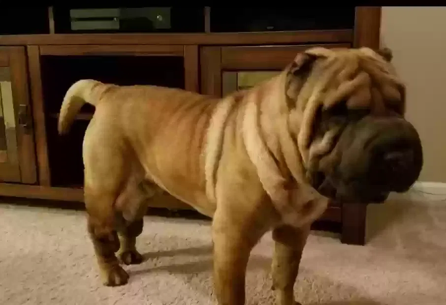 Lost dog in Lenoir City, TN, 37771