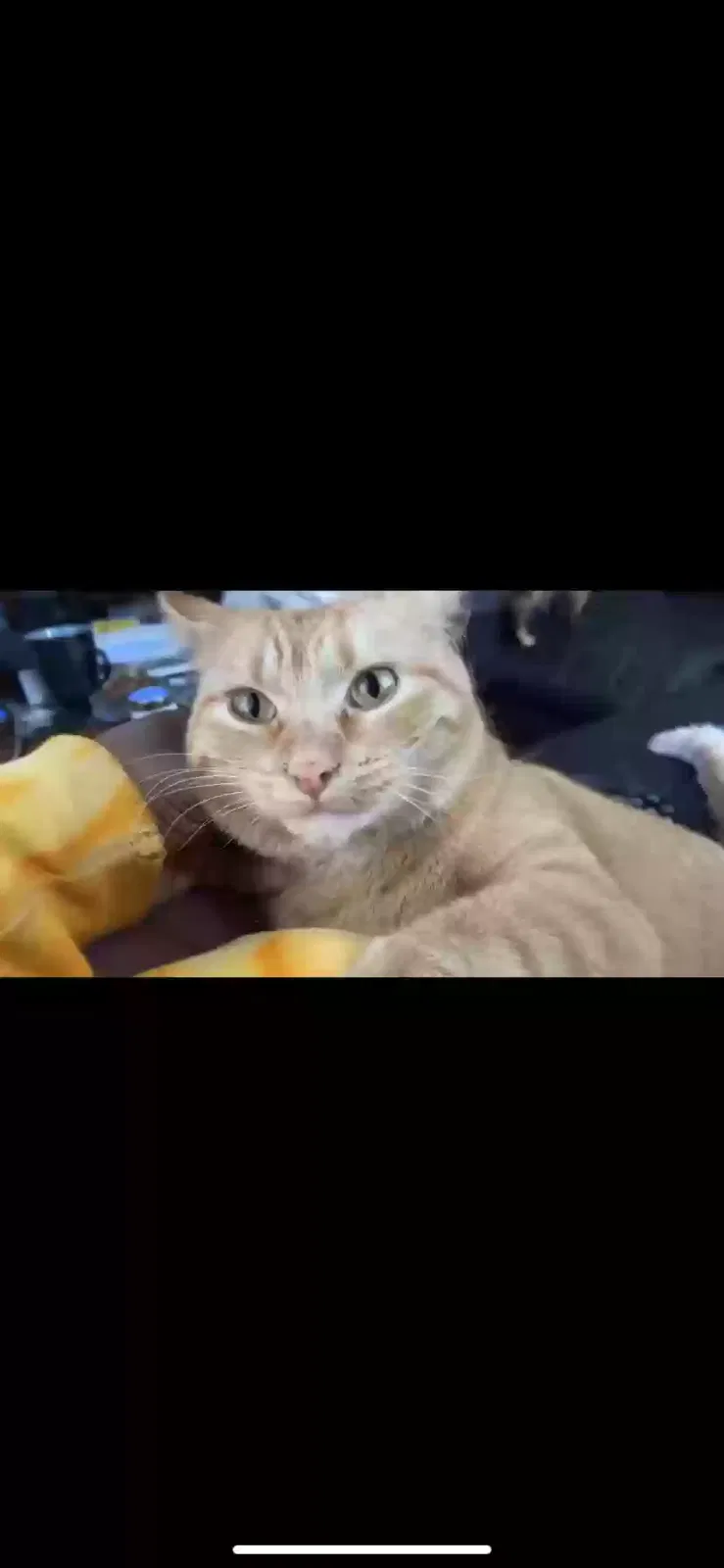 Lost cat in Des Moines, IA, 50316