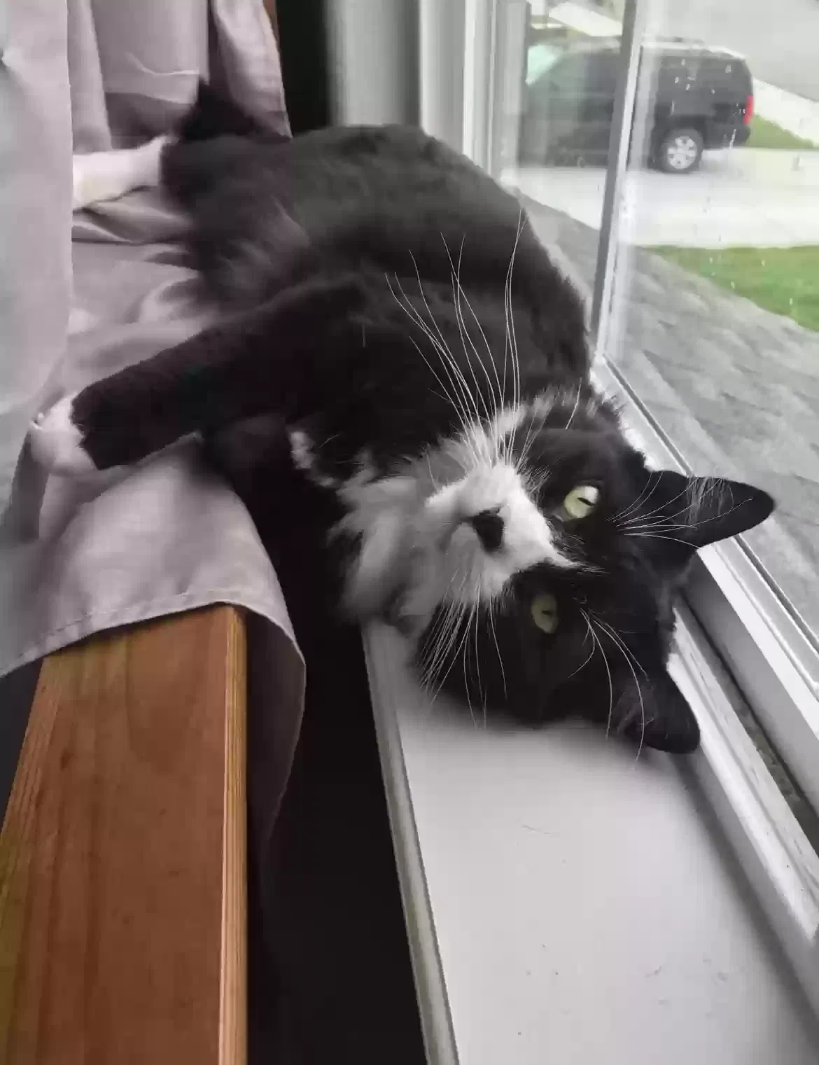 Lost cat in Johnstown, CO, 80534