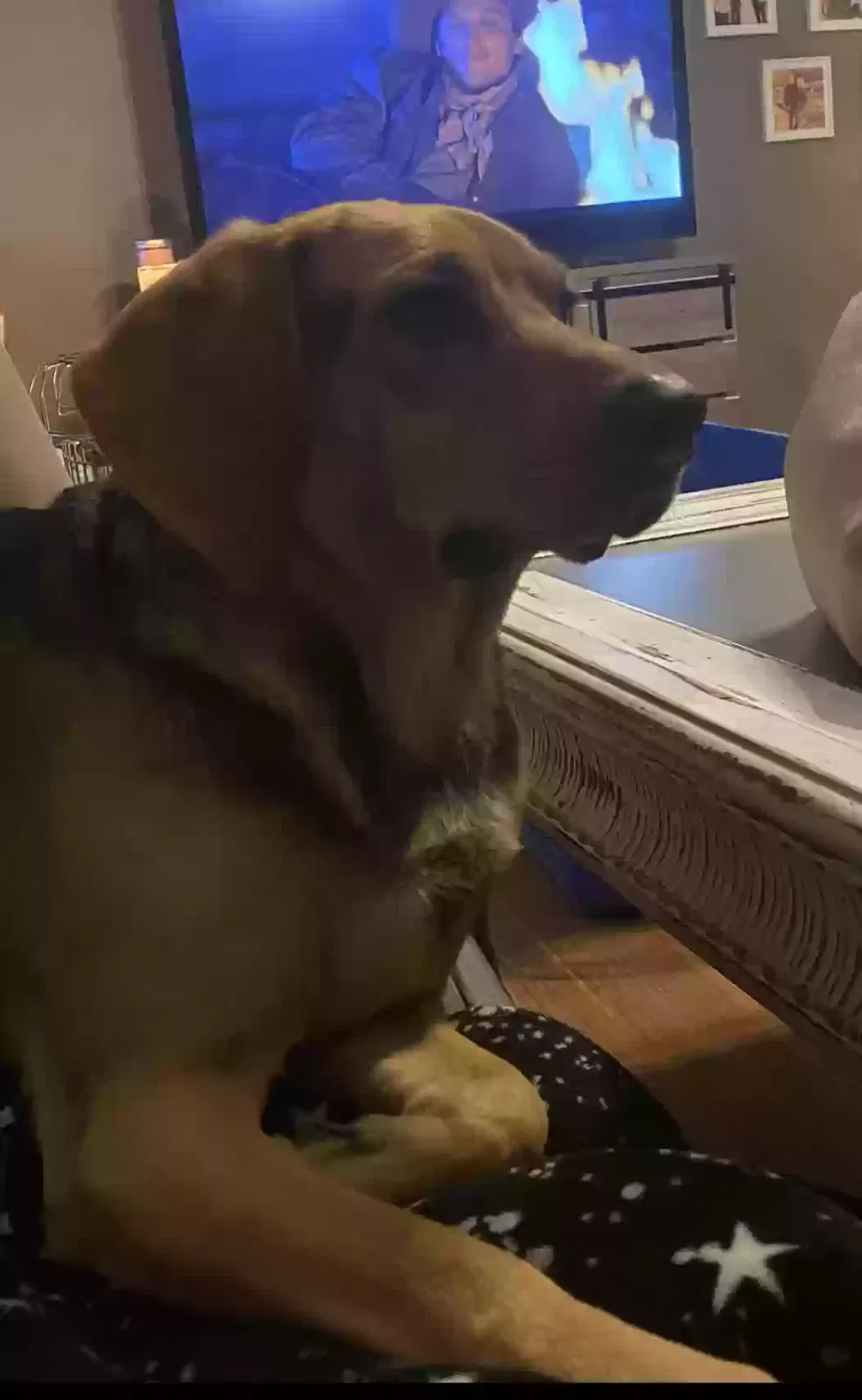 Lost dog in Knoxville, TN, 37914