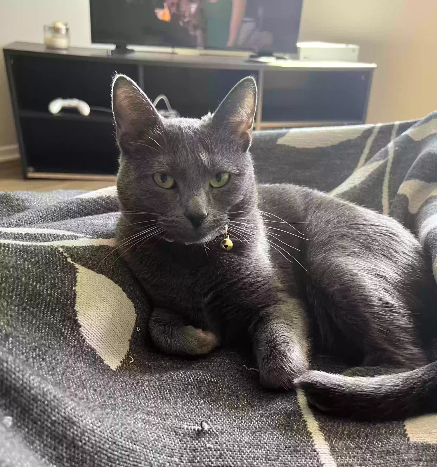 Lost cat in Oakland, CA, 94605