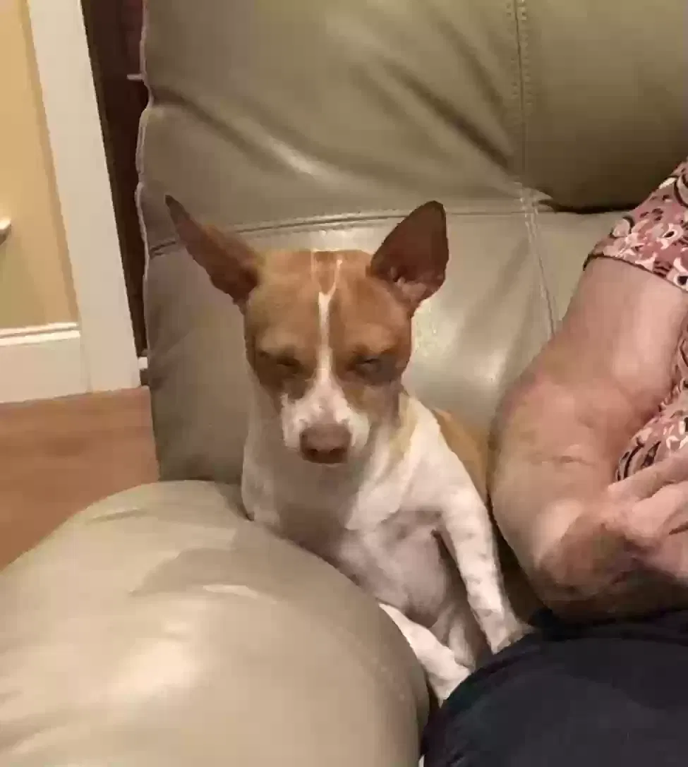Lost dog in Prattville, AL, 36067