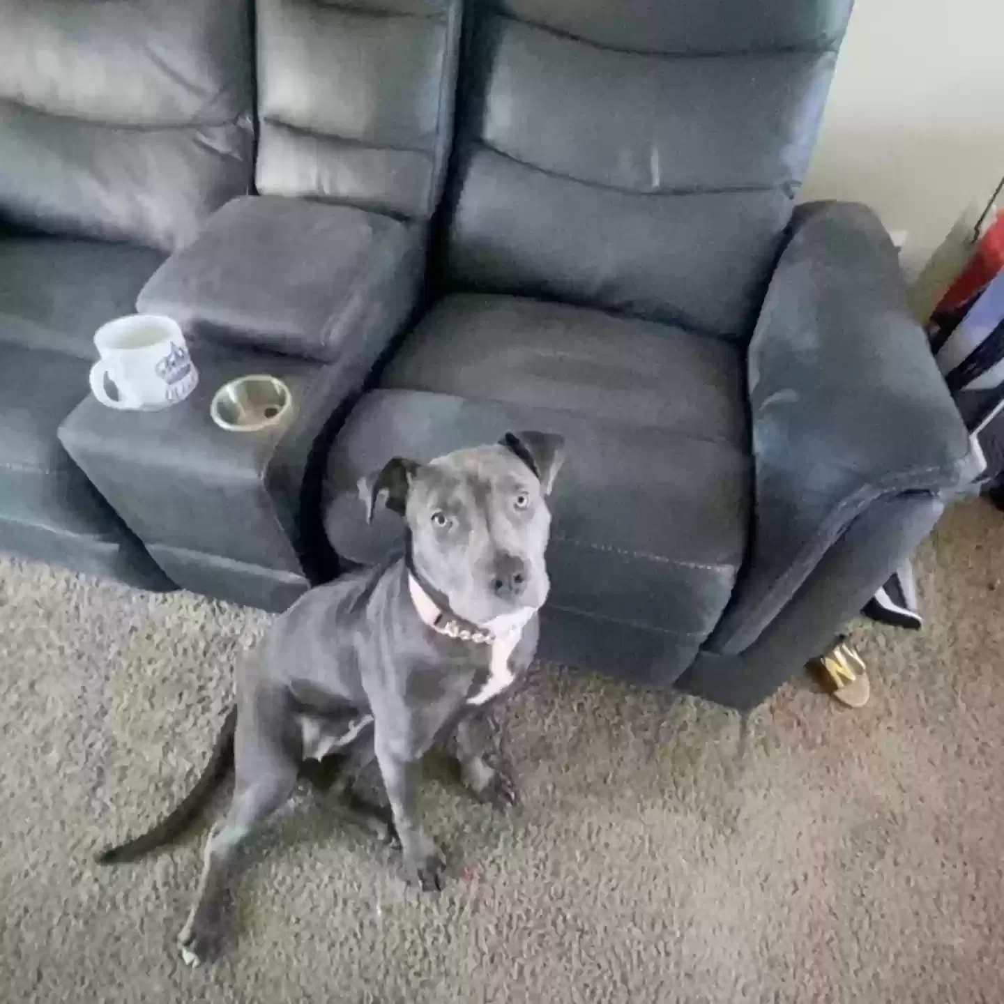 Lost dog in San Diego, CA, 92104