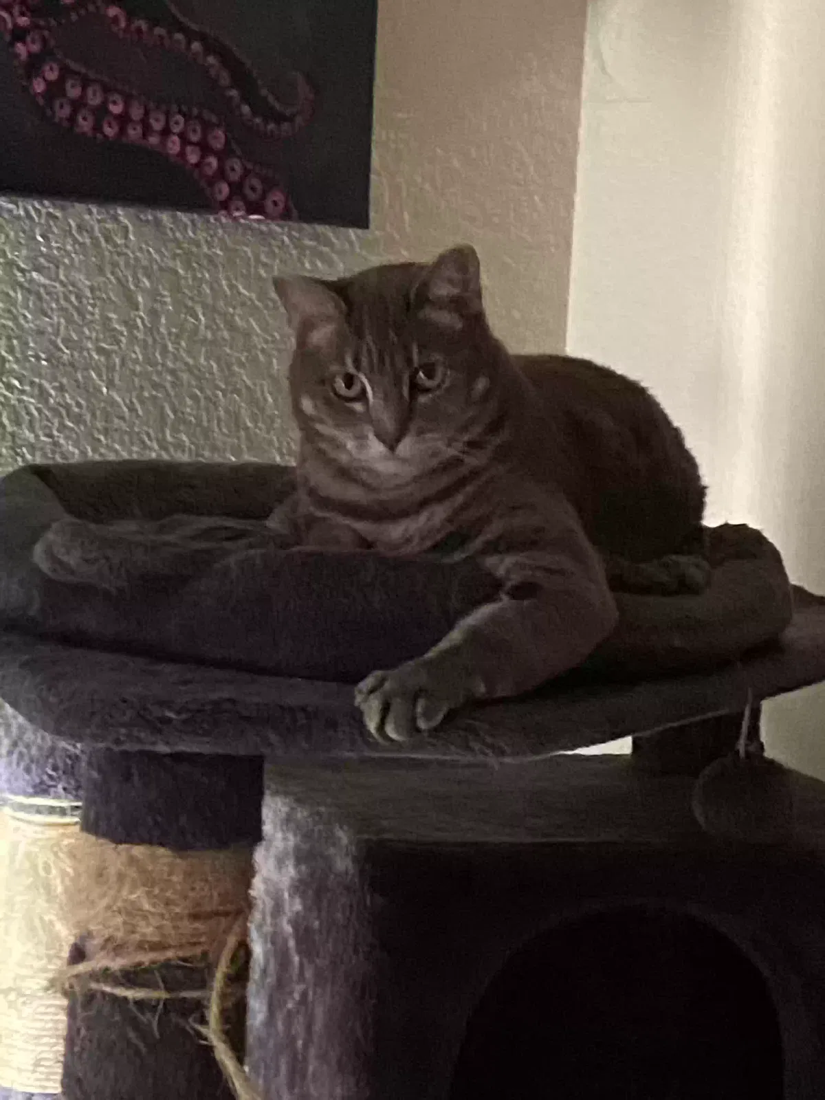 Lost cat in Vista, CA, 92081