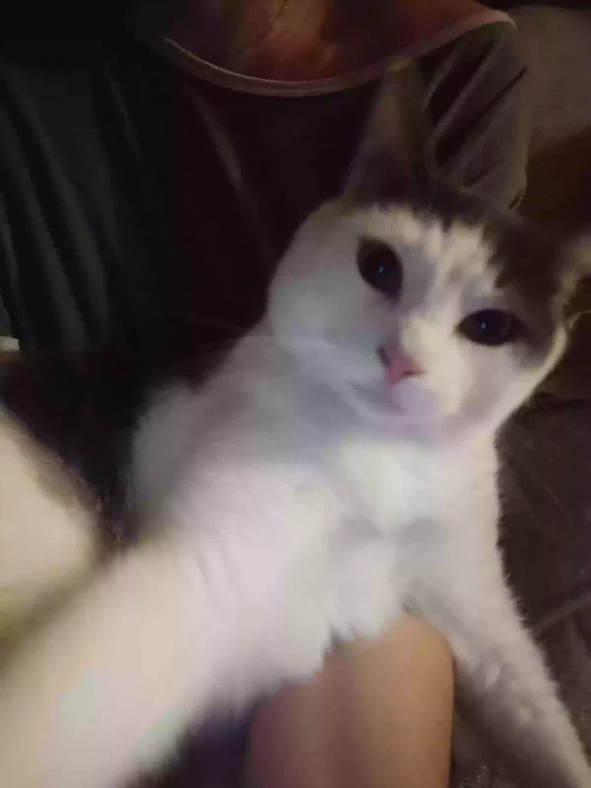 Lost cat in Indianapolis, IN, 46256