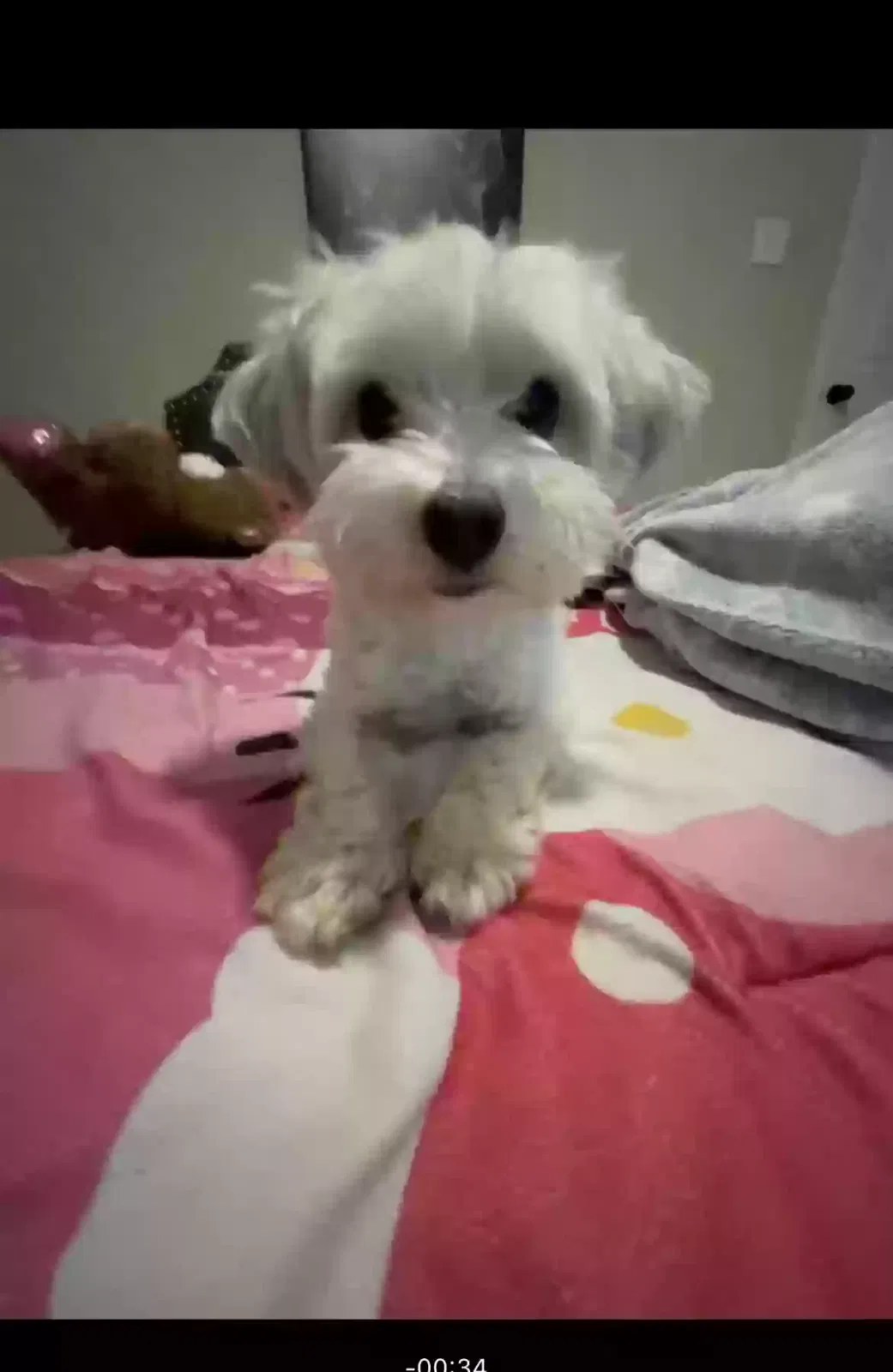 Lost dog in Killeen, TX, 76549