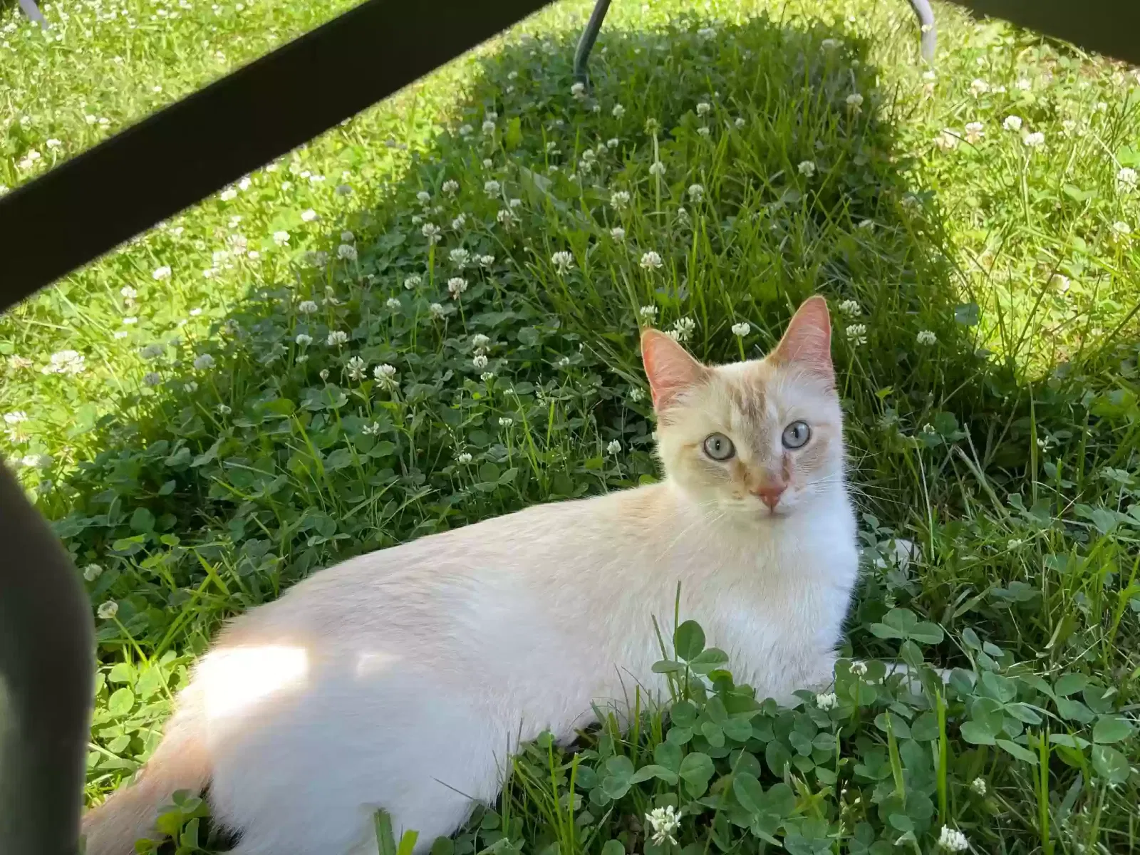 Lost cat in Kansas City, KS, 66102