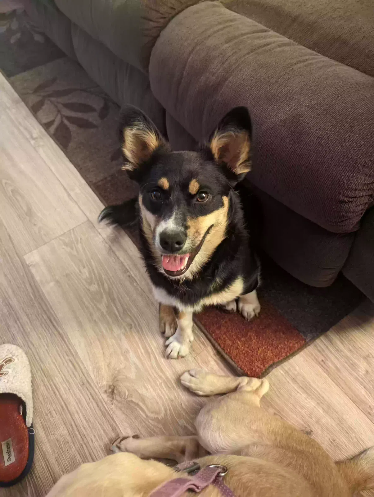 Lost dog in Westby, WI, 54667