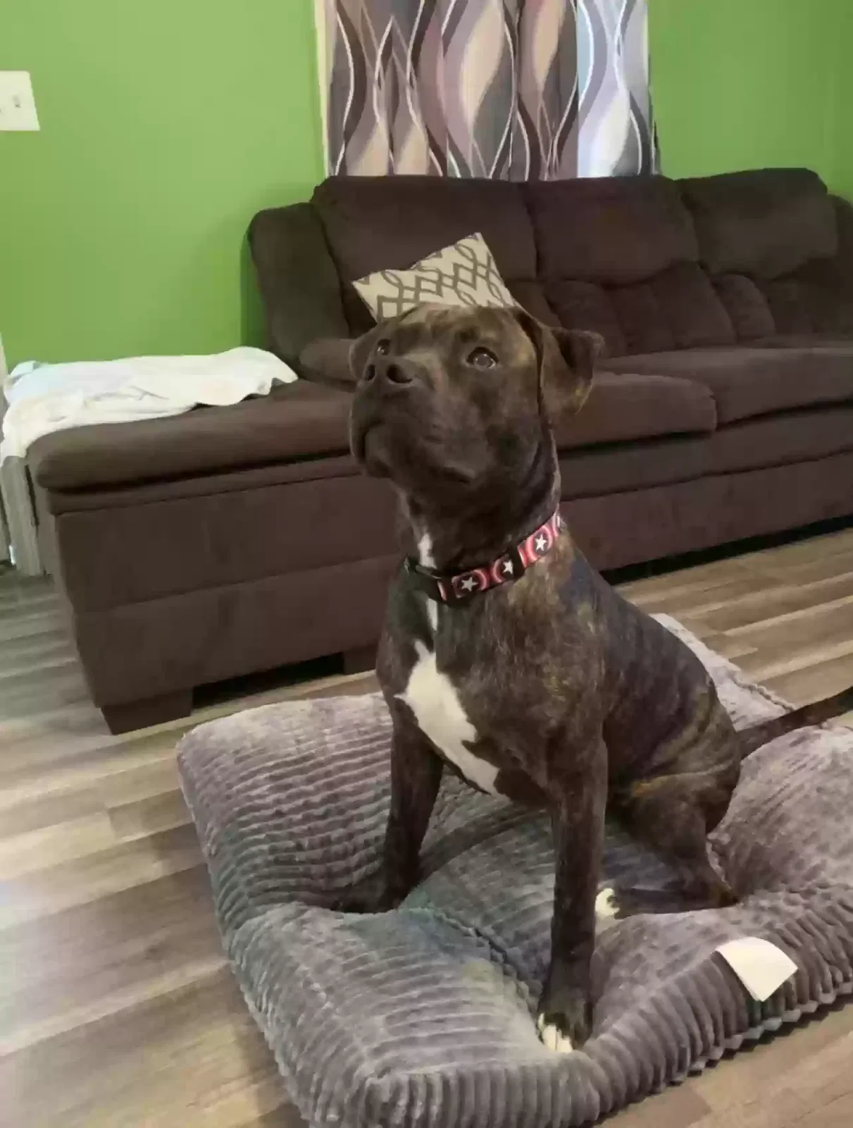 Lost dog in Mebane, NC, 27302