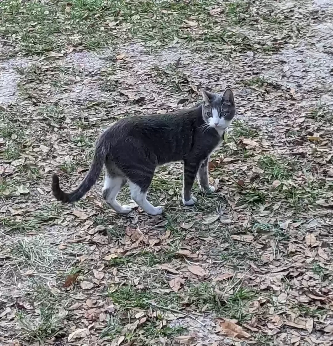 Lost cat in Zephyrhills, FL, 33541