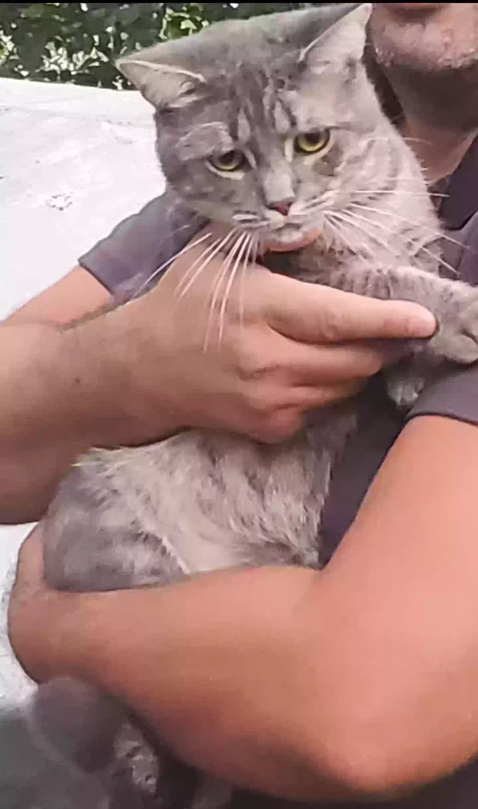 Lost cat in Grand Rapids, MI, 49512