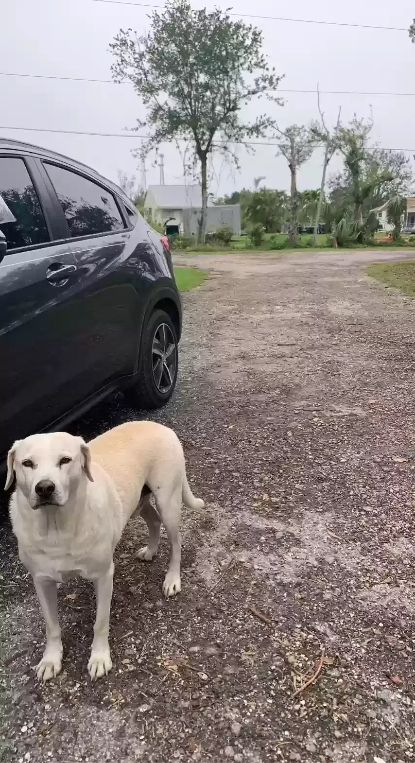 Lost dog in Punta Gorda, FL, 33950