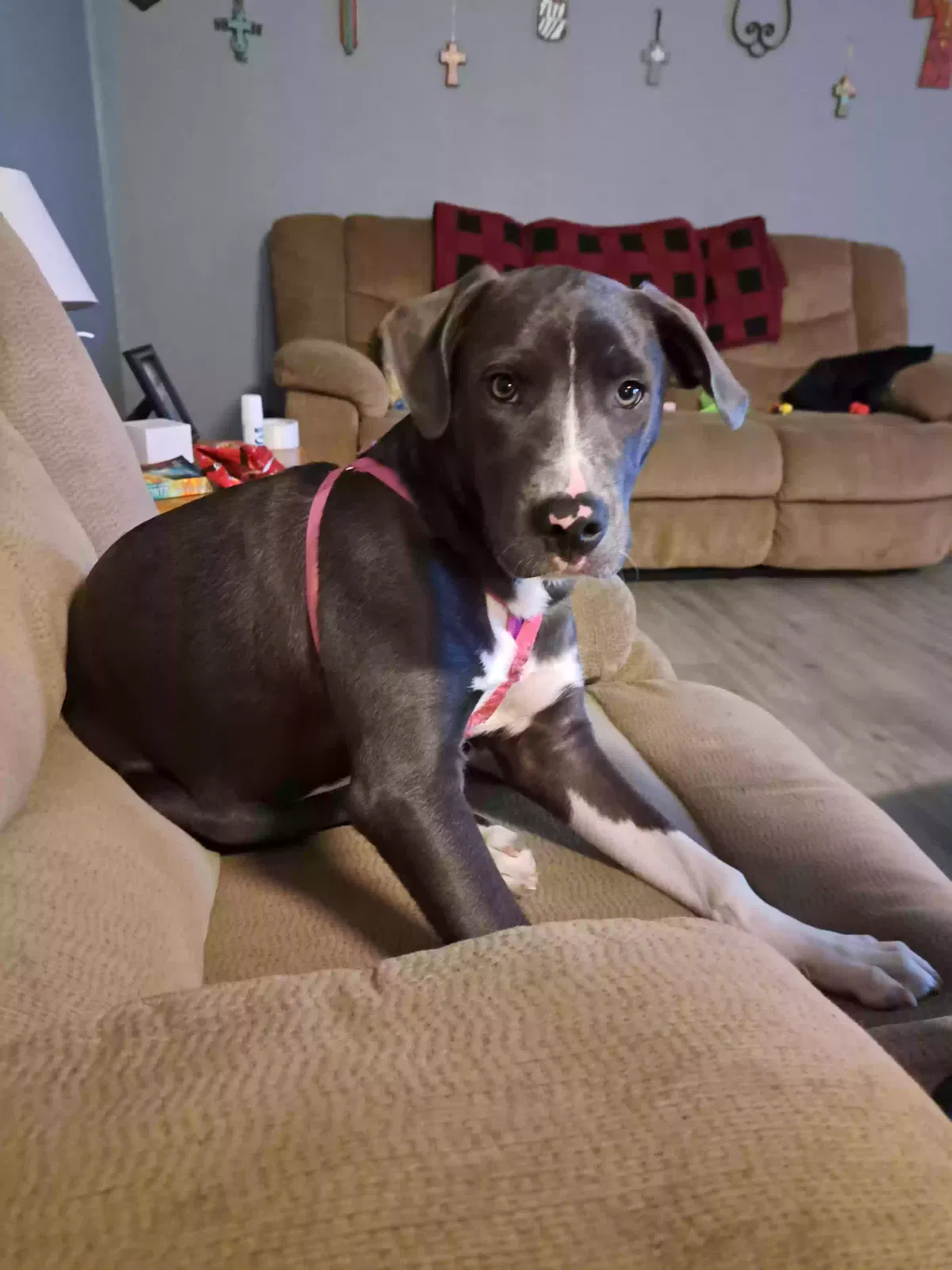 Lost dog in Hillsboro, TX, 76645