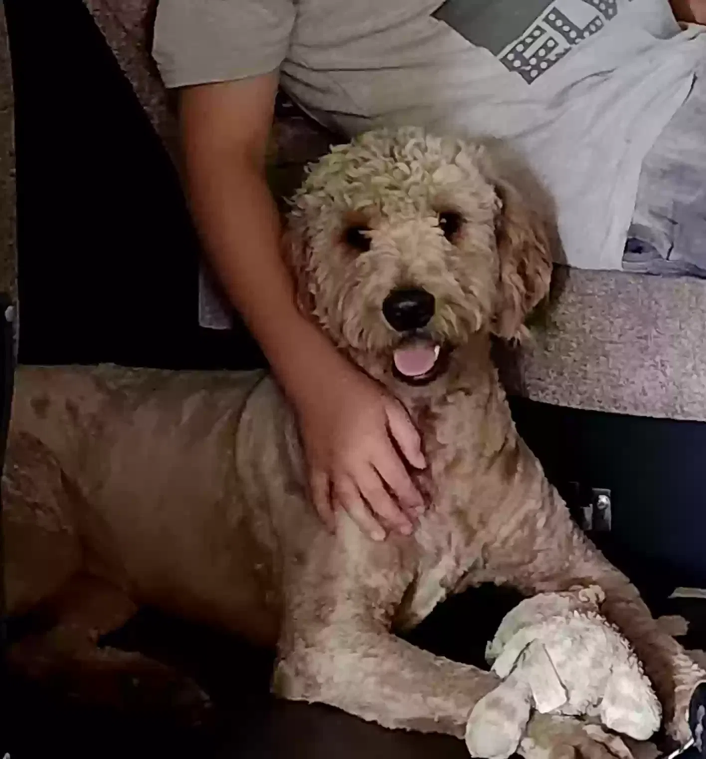 Lost dog in Harrisburg, AR, 72432