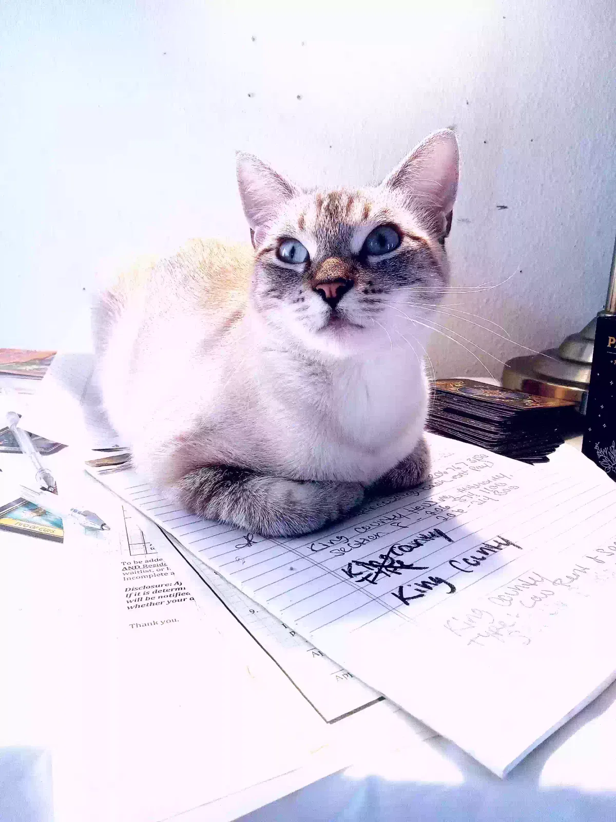 Lost cat in Medina, WA, 98039