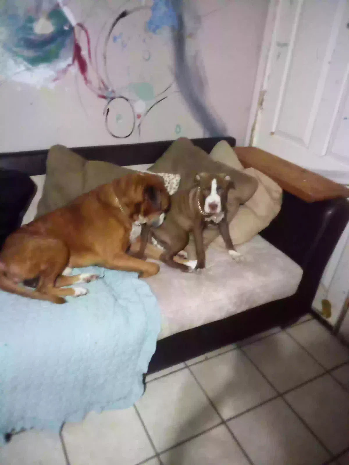 Lost dog in Ponchatoula, LA, 70454
