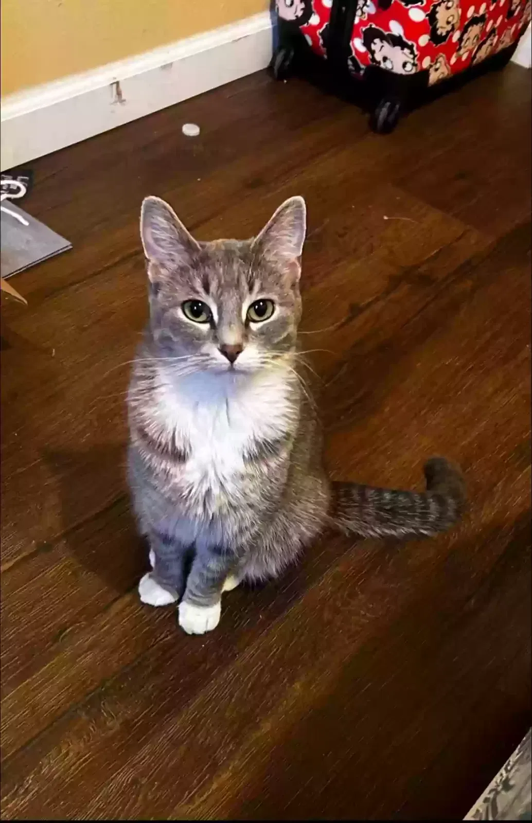 Lost cat in Plainfield, IL, 60544