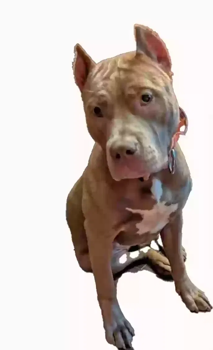 Lost dog in District Heights, MD, 20747