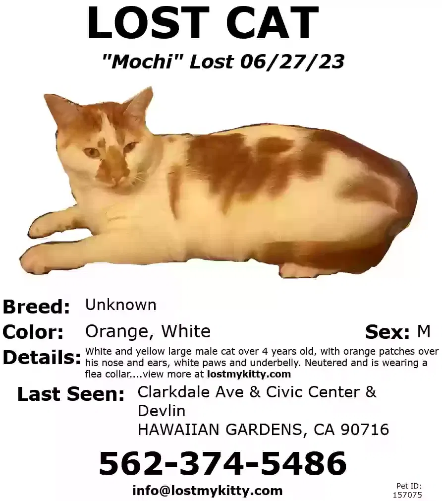 Lost cat in Hawaiian Gardens, CA, 90716