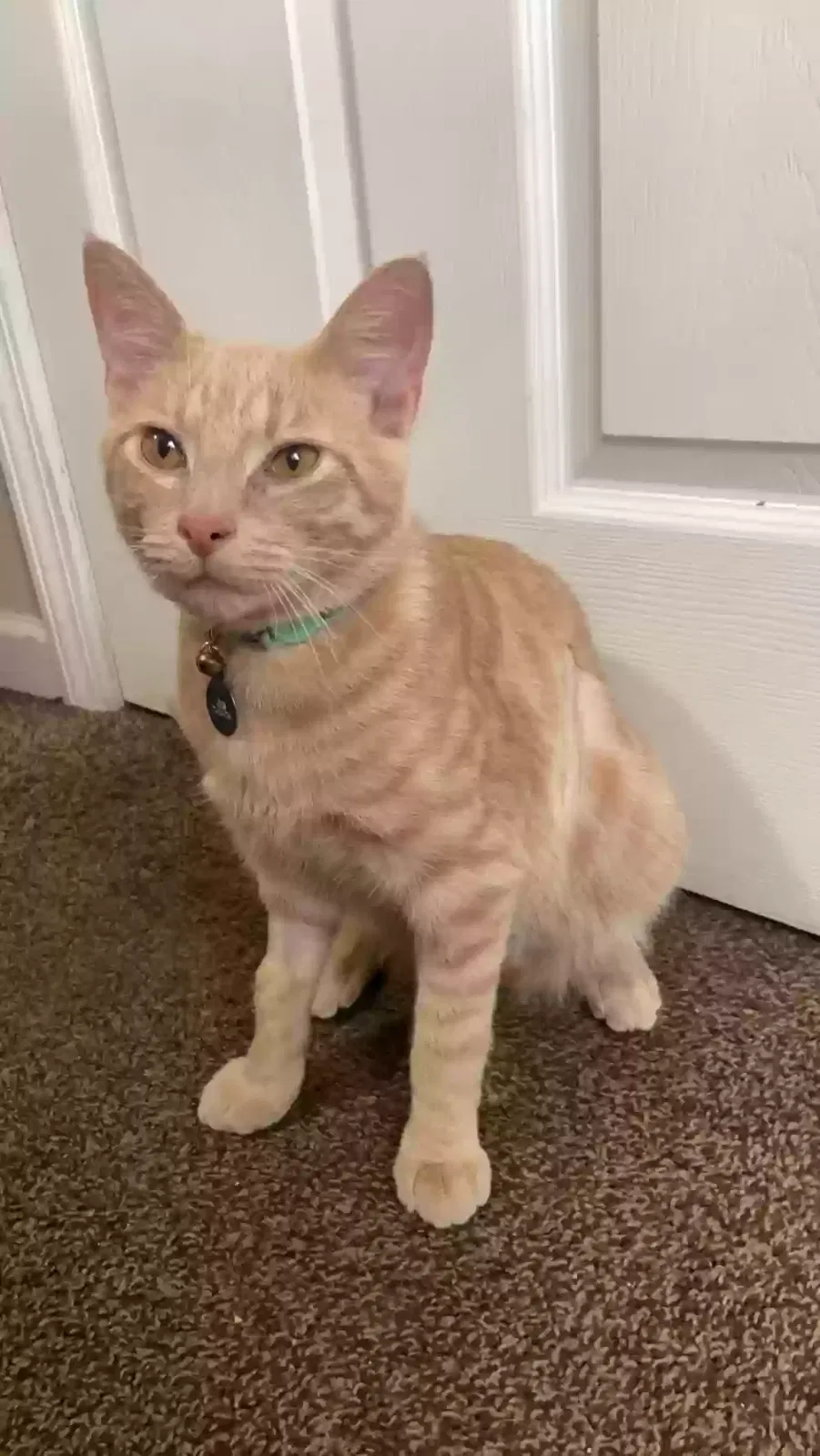 Lost cat in Youngstown, OH, 44504