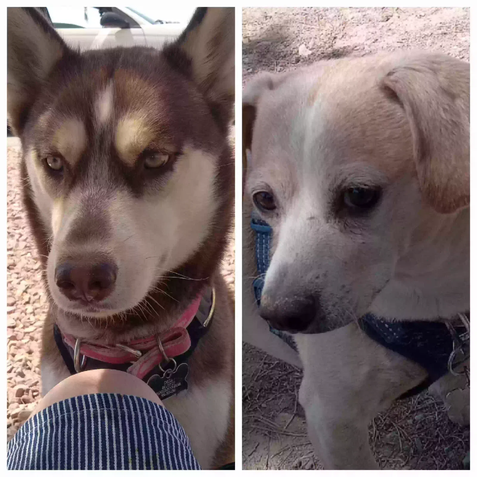 Lost dog in Pahrump, NV, 89048