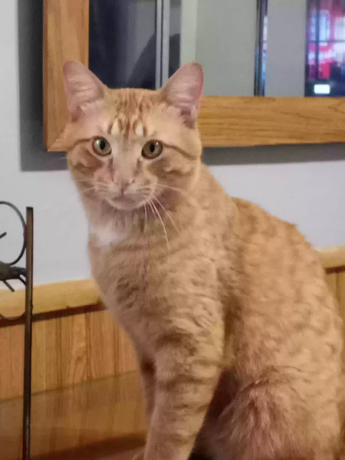 Lost cat in Duluth, MN, 55805
