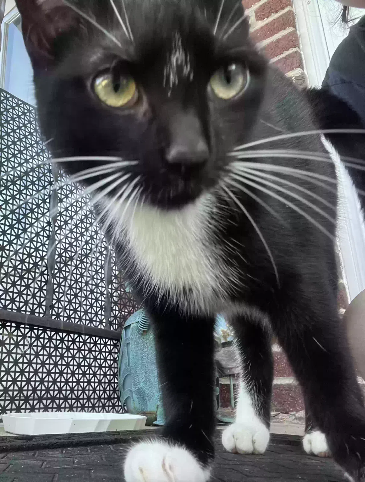 Found cat in Lancaster, PA, 17602