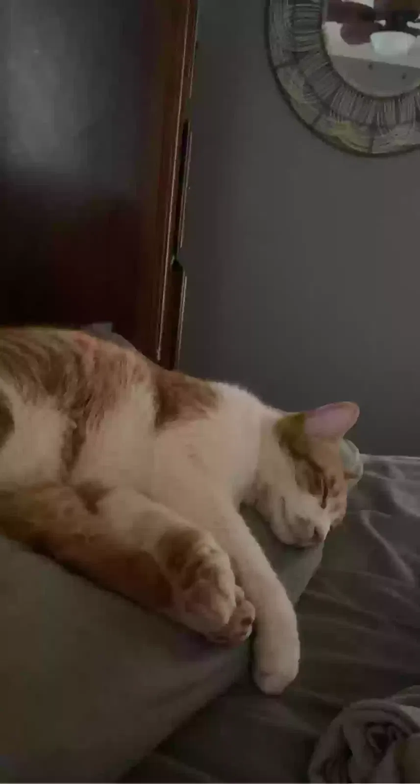 Lost cat in Hardy, VA, 24101